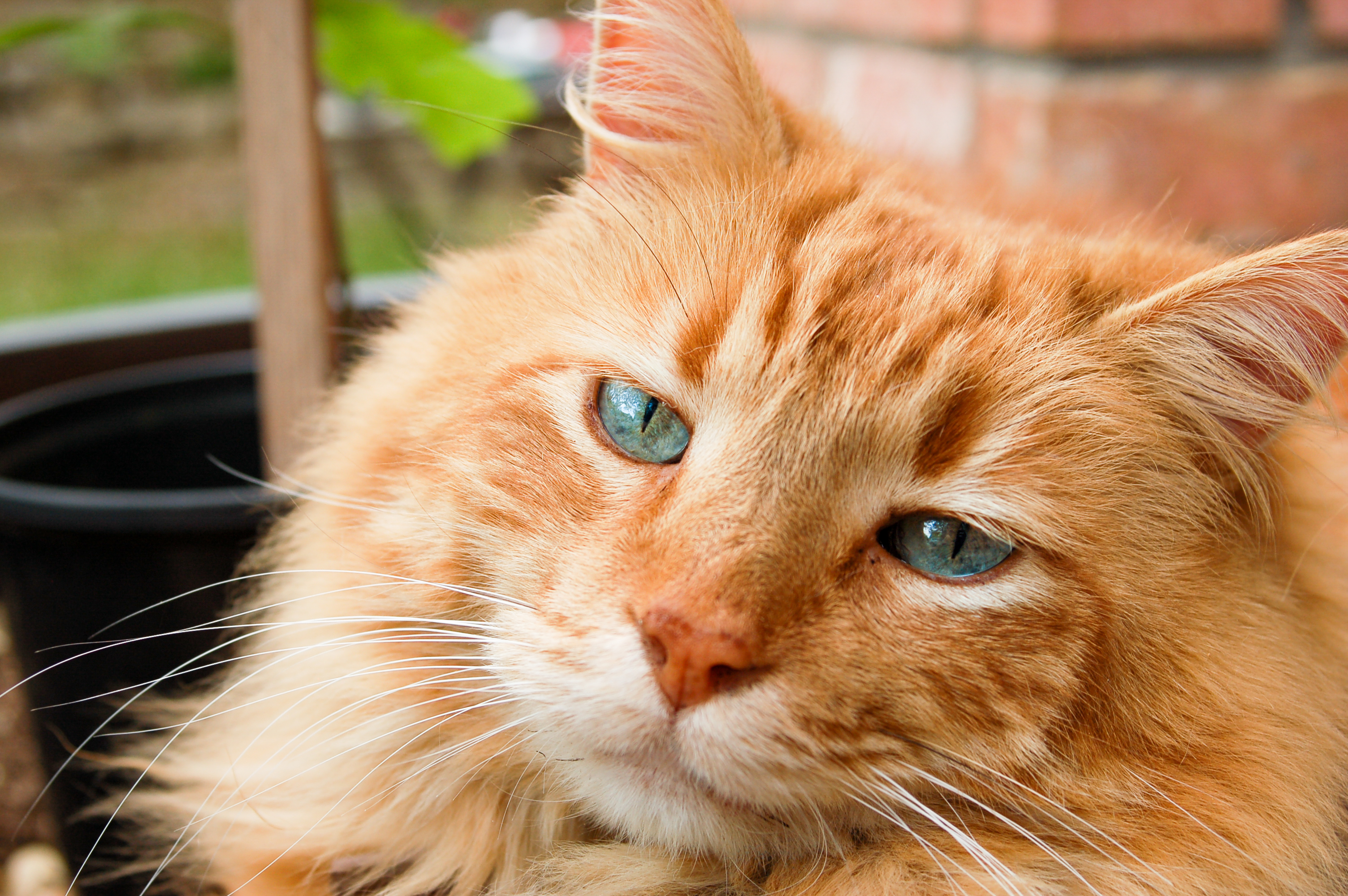 cat